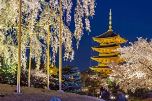 Blooming cherry tree illuminated at night with pagoda of Toji Temple behind, Kyoto, Japan Blooming cherry tree illuminated at night with pagoda of Toji Temple behind, Kyoto, Japan