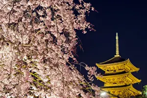 Blooming cherry tree illuminated at night with pagoda of Toji Temple behind, Kyoto, Japan