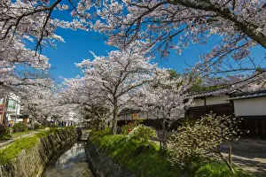Corner Prints: Blooming cherry trees in springtime along the Tetsugaku-no-Michi or Path of Philosophy