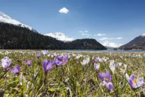 Crocus Prints: The blooming of colorful crocus frames Lej da Champf√®r St