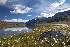 Blooming of cotton grass on the shores of Lago Bianco not far from the Gavia pass