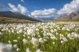 Images Dated 22nd November 2016: Blooming cotton grass, Stelvio National Park, Sondrio province, Valtellina valley