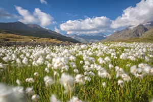 Gavia Pass Prints: Blooming cotton grass, Stelvio National Park, Sondrio province, Valtellina valley