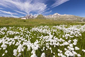 Valchiavenna Prints: Blooming Cottongrass flowers (Eriophorum), Montespluga, Madesimo, Sondrio province