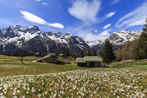 Crocus Prints: Blooming of Crocus flowers, Bracciascia alp, Malenco Valley, province of Sondrio