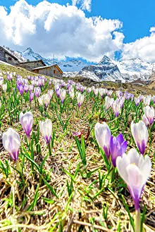 Freshness Prints: Blooming crocus flowers on a mountain meadow at spring