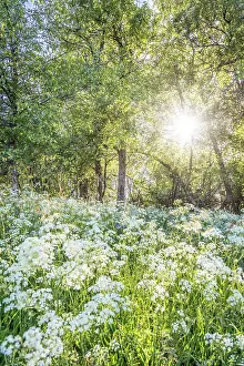 Nordrhein Westfalen Prints: Blooming flower meadow on the summit plateau of the Kahler Asten near Winterberg