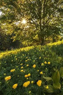 Monte Coltignone Prints: Blooming of Globeflowers (trollius) on meadows of Coltignone mount, Pian dei Resinelli