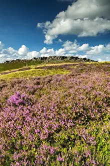 Upright Prints: Blooming Heather Below Stanage Edge, Peak District National Park, Derbyshire, England