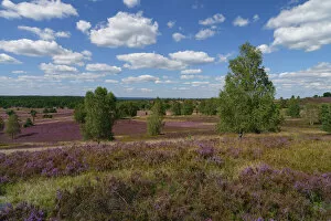 Blooming heathland (Calluna vulgaris) in the Lueneburg Heath in Lower Saxony, Germany