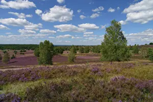 Violet Prints: Blooming heathland (Calluna vulgaris) in the Lueneburg Heath in Lower Saxony, Germany