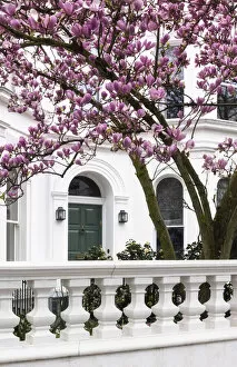 Images Dated 14th July 2021: Blooming magnolia tree in Kensinton, London, England