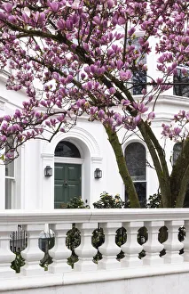 Kensington Prints: Blooming magnolia tree in Kensinton, London, England