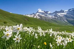 Images Dated 6th June 2017: Blooming meadow of Narcissus at col du Lautaret in France