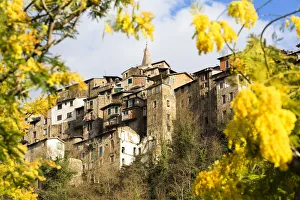 Blooming of mimosa flowers at Apricale, Province of Imperia, Liguria, Italy