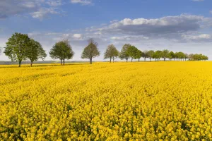 Oilseed Rape Prints: Blooming rape field with avenue, Bad Kostritz, Thuringia, Germany, Europe