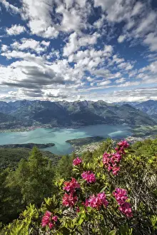 Rhododendron Prints: Blooming of rhododendrons from Mount Legnoncino with views on the High Lario. Lombardy