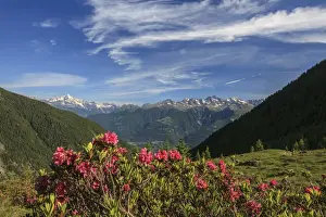 Valchiavenna Prints: Blooming of rhododendrons surrounded by green meadows Orobie Alps Arigna Valley Sondrio