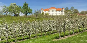 Upper Swabia Prints: Blooming season of fruit trees in Tettnang with Neues Schloss Castle