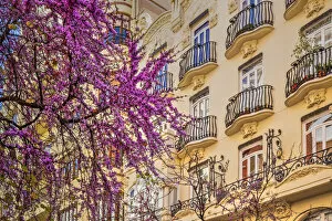 Blooming tree in a street of Valencia, Spain