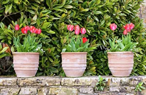 Tulip Prints: Blooming tulips in the Italian Garden, Hever Castle, Kent, England