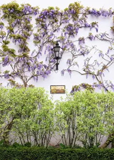 Street Lamp Prints: Blooming wisteria on Westcott Lodge in Furnivall Gardens, Hammersmith, London, England