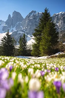 Mountainscape Prints: Bloomings of crocus in Scalve valley, Orobie alps in Bergamo province, Lombardy, Italy