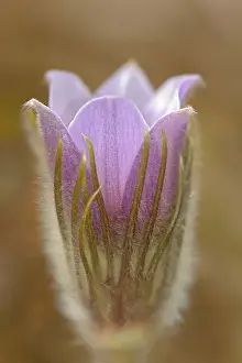 Manitoba Prints: Blossom of the prairie crocus (Anemone patens) Mars Hill Wildlife Management Area