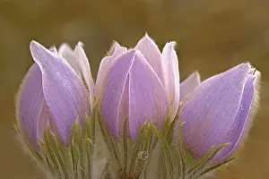 Blossom of the prairie crocus (Anemone patens) Mars Hill Wildlife Management Area, Manitoba, Canada
