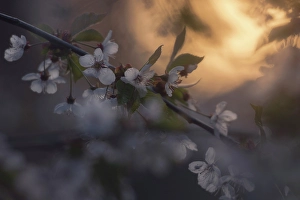 Salmon Arm Prints: Blossom, Salmon Arm, British Columbia, Canada