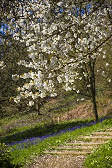 Blossom on tree in springtime, Surrey, England, UK