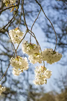 Images Dated 29th April 2016: Blossom on tree in springtime, Surrey, England, UK