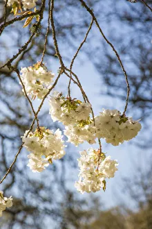 Blossom on tree in springtime, Surrey, England, UK