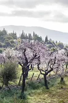 Fruit Tree Prints: Blossoming almond trees in the morning light near the village of Es Capdella