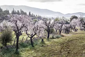 Fruit Tree Prints: Blossoming almond trees in the morning light near the village of Es Capdella