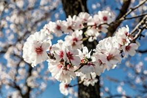South Prints: Blossoming almond trees near Bunyola, Mallorca, Balearic Islands, Spain