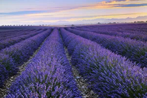 Blossoming Lavender field at dawn, (Lavendula augustifolia), Plateau de Valensole, Provence, Provence-Alpes-Cote d Azur