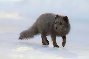 Northern Region Gallery: Blue Arctic fox in Pyramiden, (Vulpes lagopus), Billefjorden, Spitsbergen, Svalbard