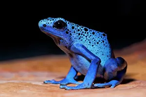 Frogs Of South America Prints: Blue Azureus Dart Frog is a Dyeing Dart frog that can be found in North-Western regions of South America