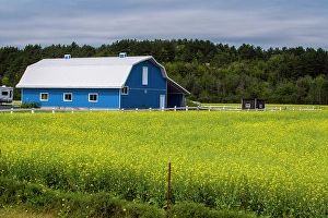 Canola Prints: Blue barn and canola field, Chelmsford, Ontario, Canada