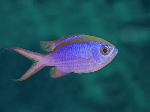 Bahamas Prints: Blue Chromis (Chromis cyanea), Pomacentridae