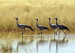 African Bird Gallery: Four blue cranes