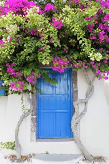 Aegean Prints: Blue door and bougainvillea, Emporio, Santorini, Cyclades Islands, Greece, Europe