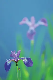 Manitoba Prints: Blue flag iris (Iris versicolor) Whiteshell Provincial Park, Manitoba, Canada