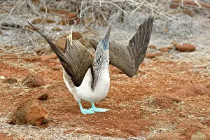 Breeding Prints: Blue-footed Booby (Sula nebouxii)