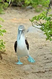 Breeding Prints: Blue-footed Booby (Sula nebouxii) Courtship ritual