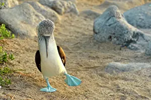 Breeding Prints: Blue-footed Booby (Sula nebouxii) Courtship ritual