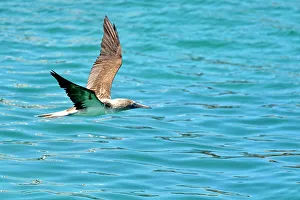 Taking Flight Prints: Blue-footed Booby (Sula nebouxii) In flight
