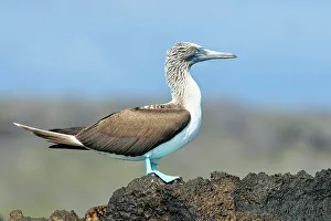 Seabirds Prints: Blue-footed Booby (Sula nebouxii) Roosting