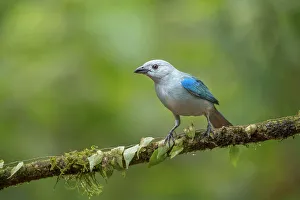 Tanager Prints: Blue-gray Tanager (Thraupis episcopus), Boca Tapada, Costa Rica